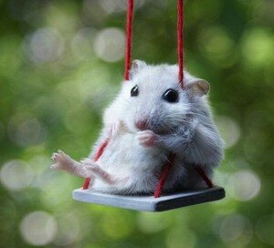 Mouse on swing