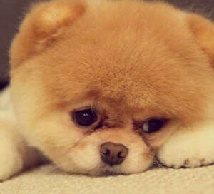 Puppy