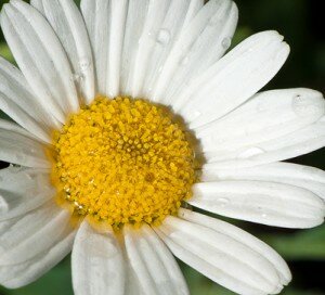 Chamomile
