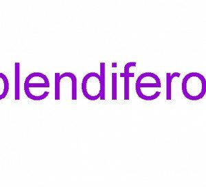 Splendiferous